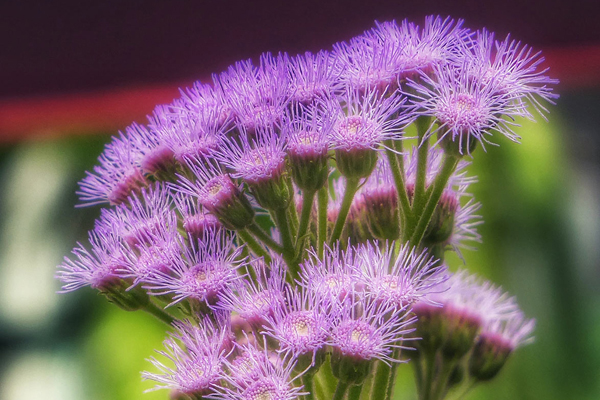 fotos de flores